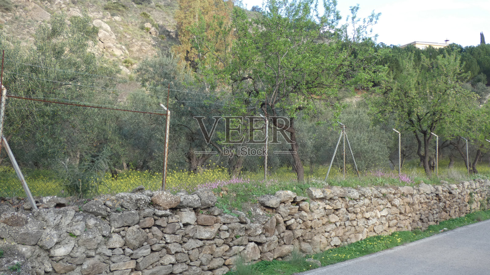小橄榄园周围有挡土墙和围栏照片摄影图片