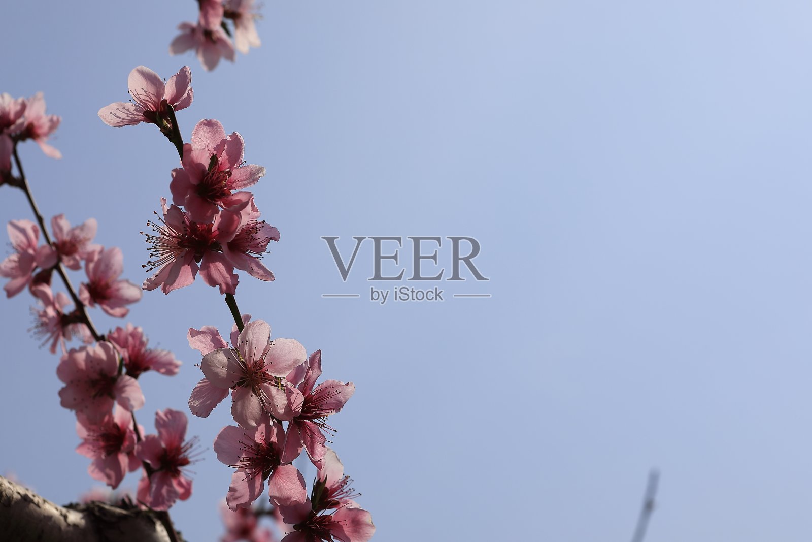 桃花照片摄影图片