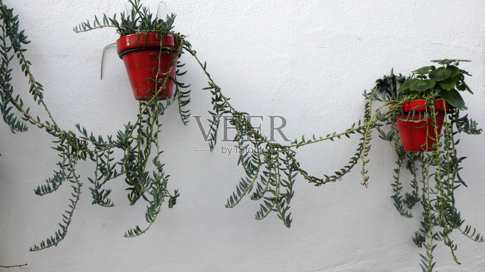 墙上的花盆和蔓生植物照片摄影图片