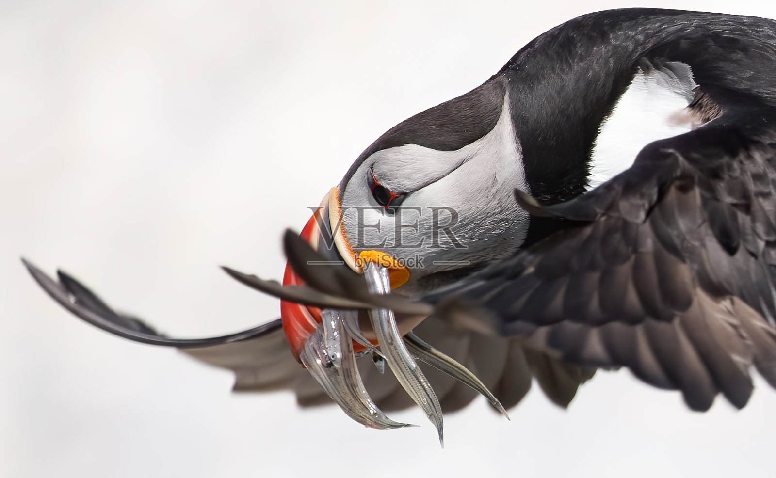 大西洋海雀照片摄影图片