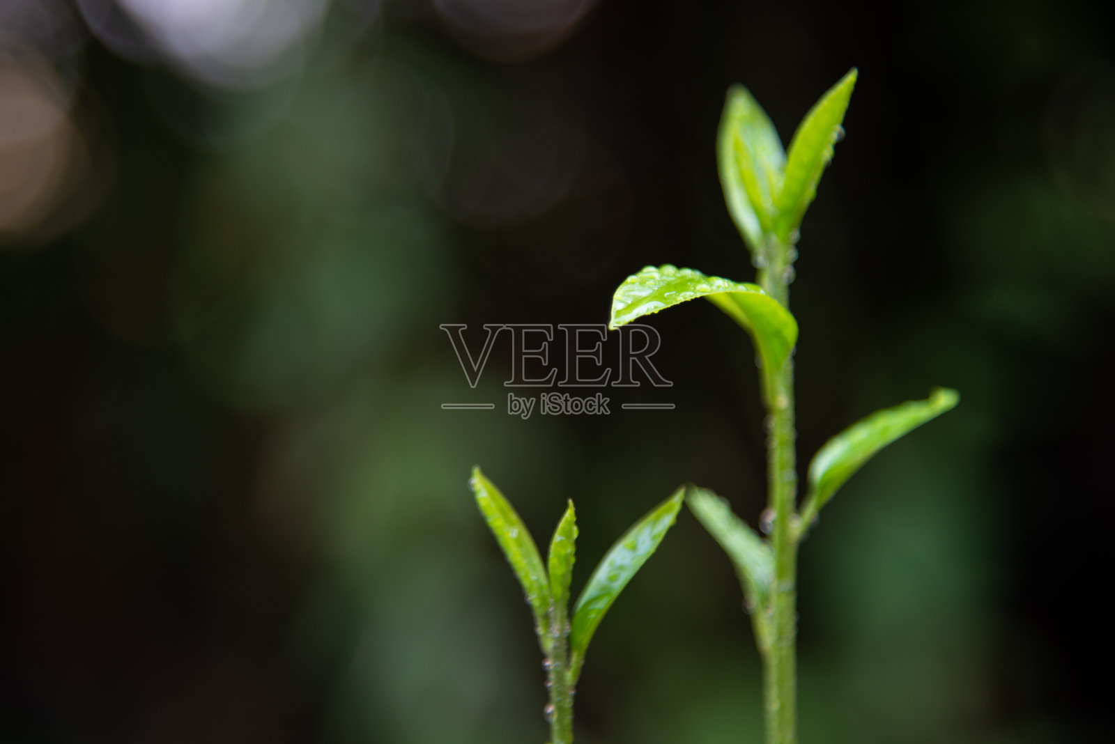 近距离的绿色植物模糊的背景。照片摄影图片