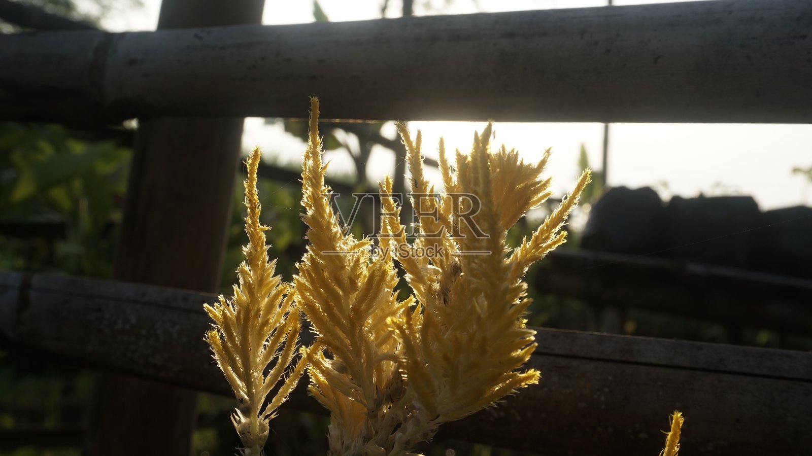 日出时花园里的黄花照片摄影图片