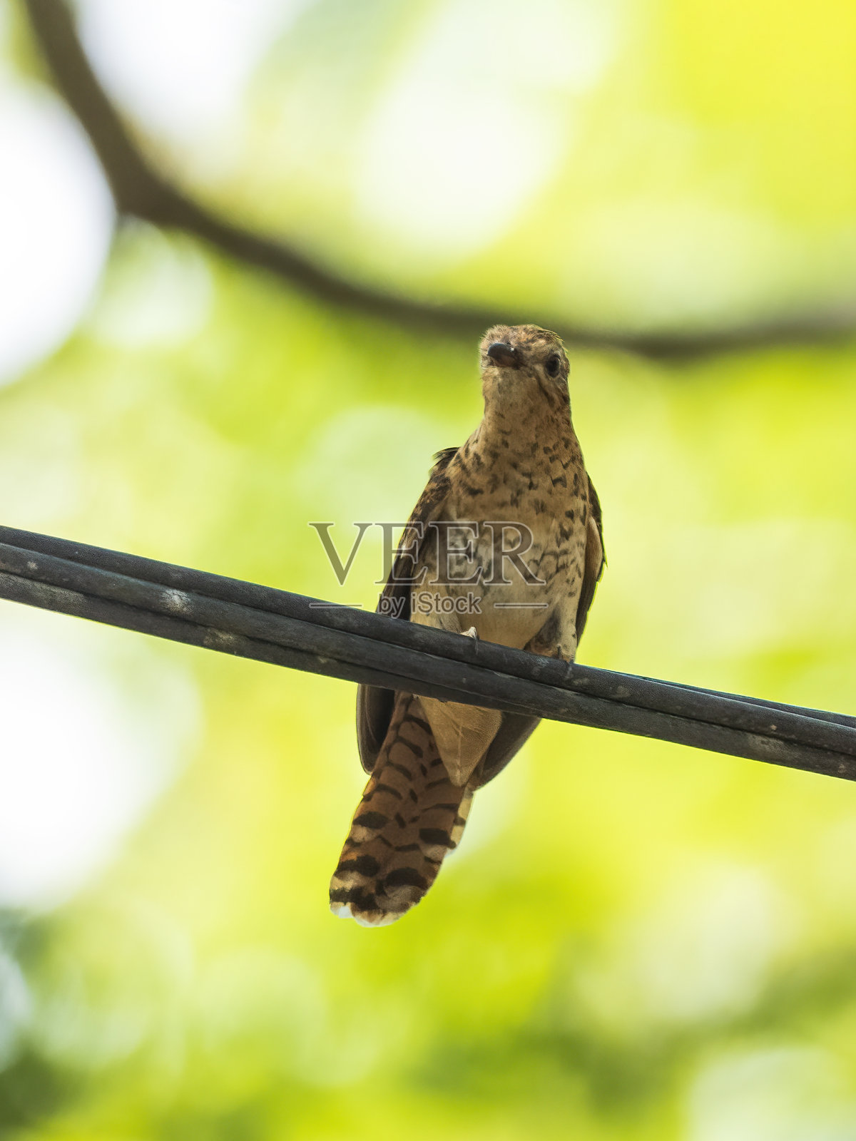 紫罗兰布谷鸟 （克里索科西克斯桑托欣丘斯）照片摄影图片