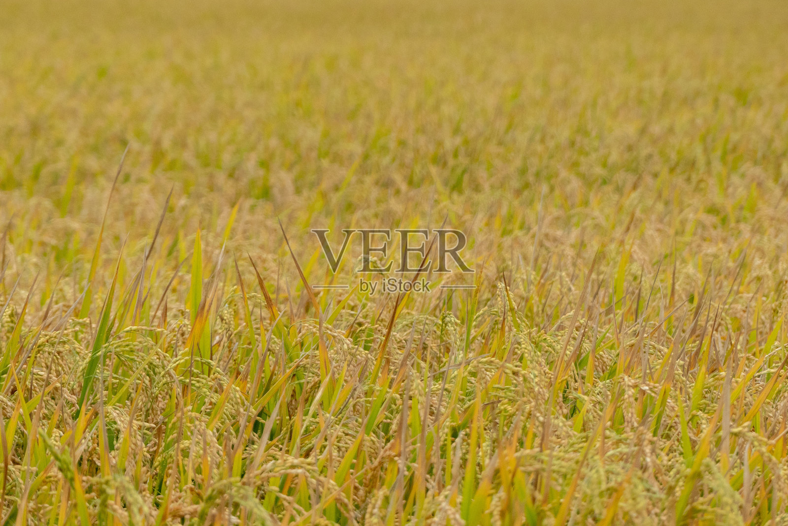 金色的玉米麦田在收获的时候照片摄影图片