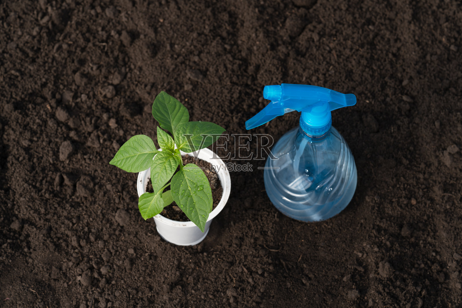 辣椒苗和喷雾位于地面上，露珠在叶子上，特写，俯视图。照片摄影图片