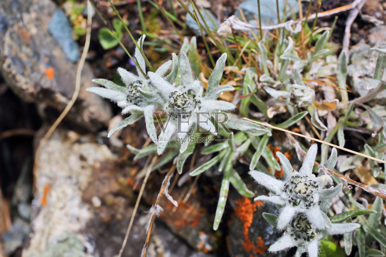 雪绒花花照片摄影图片