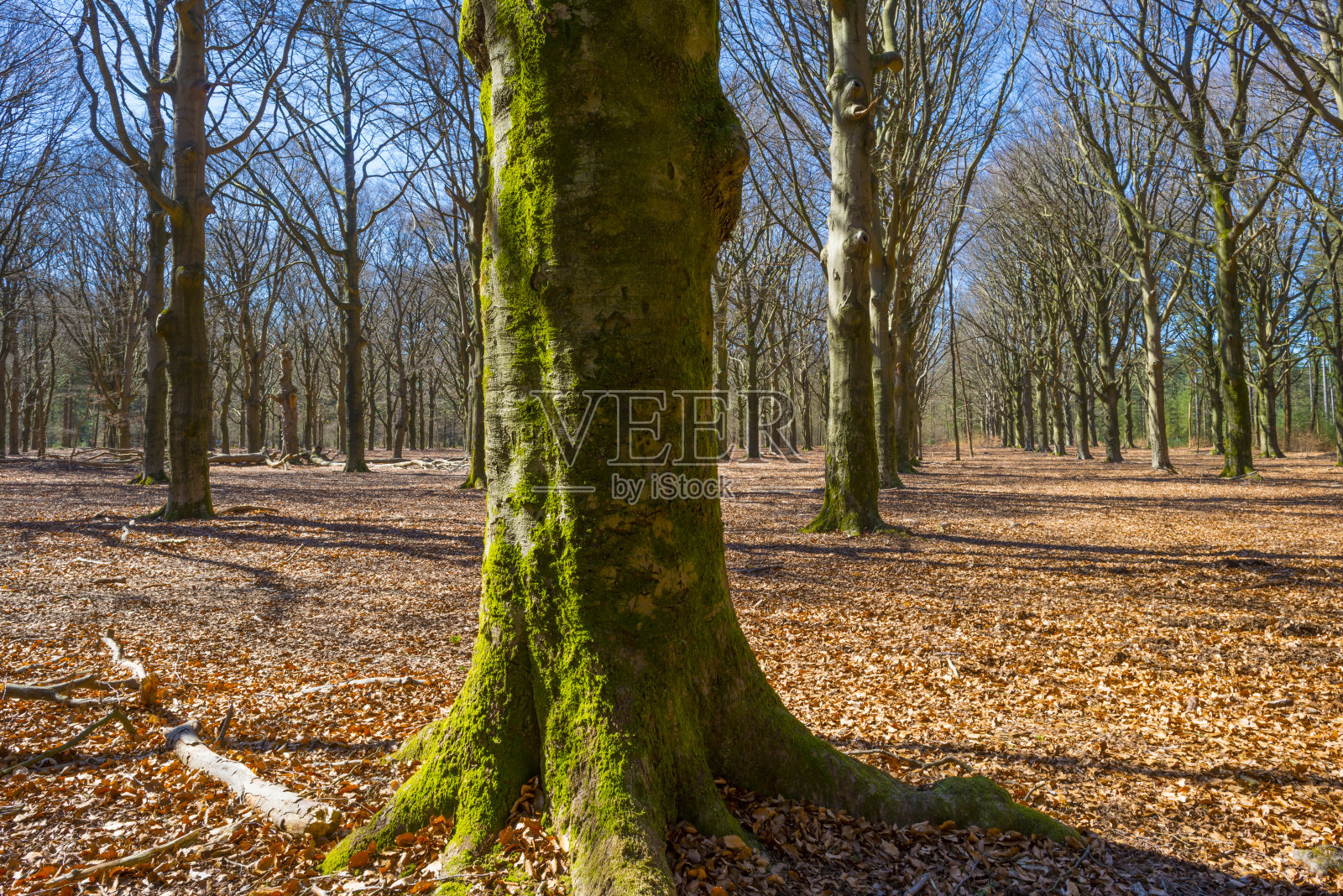 在春天的阳光下，森林里的树木在蓝天下照片摄影图片