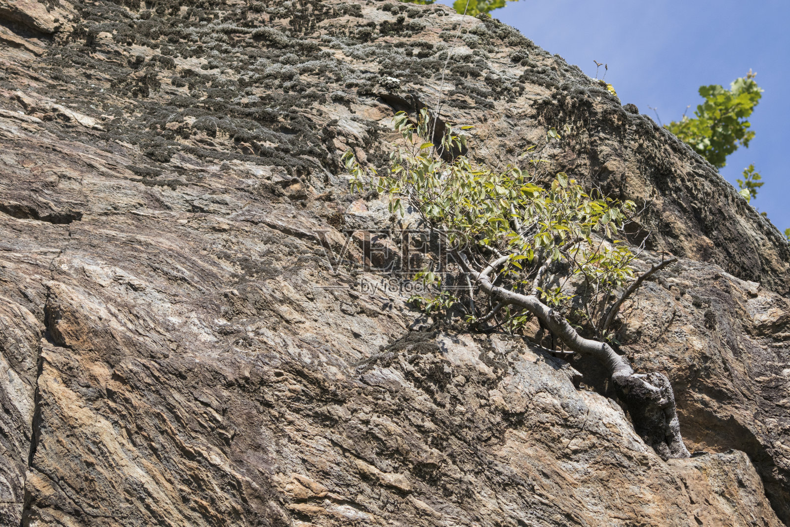 由岩石组成的树照片摄影图片