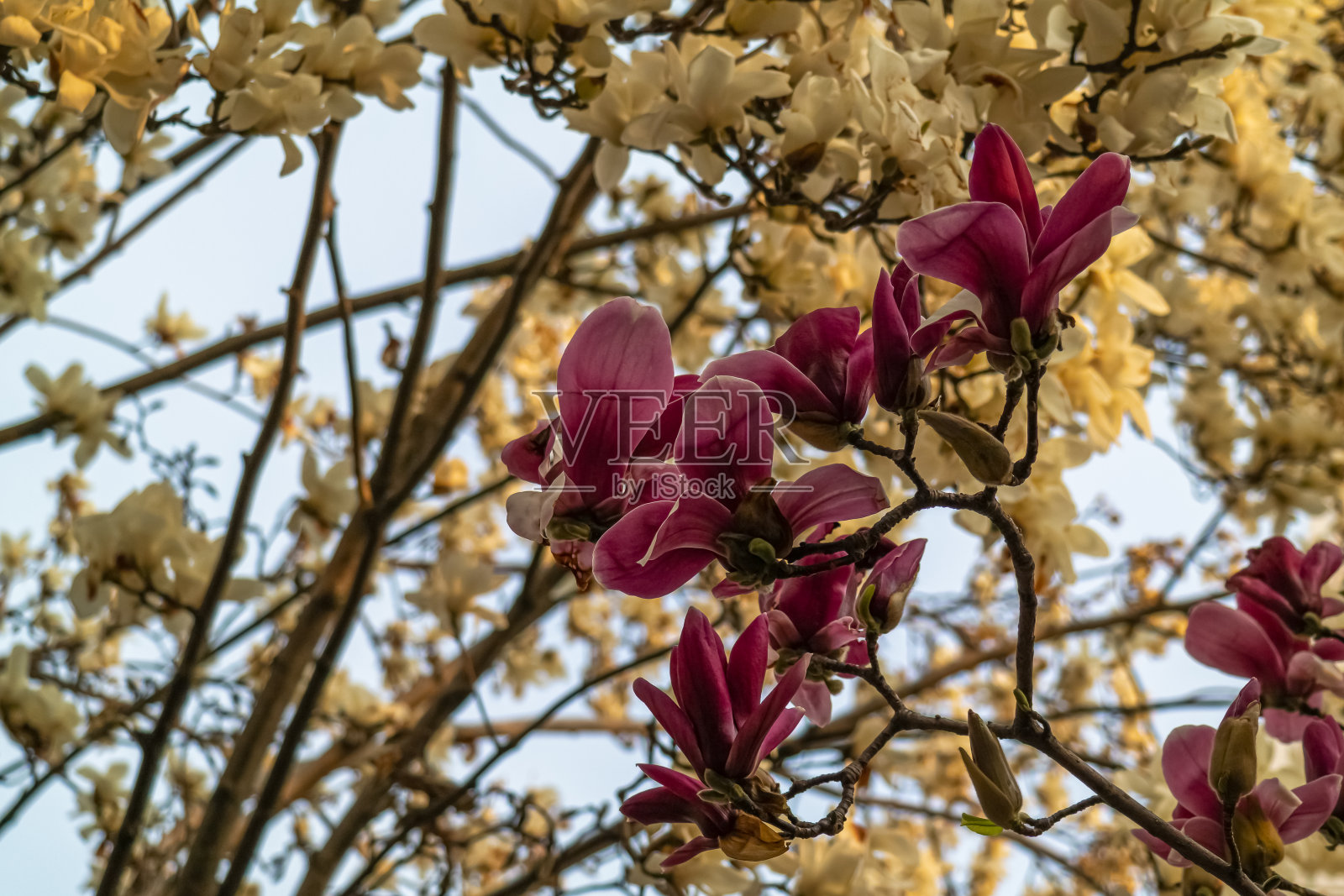 红玉兰和白玉兰在春天美丽地盛开照片摄影图片