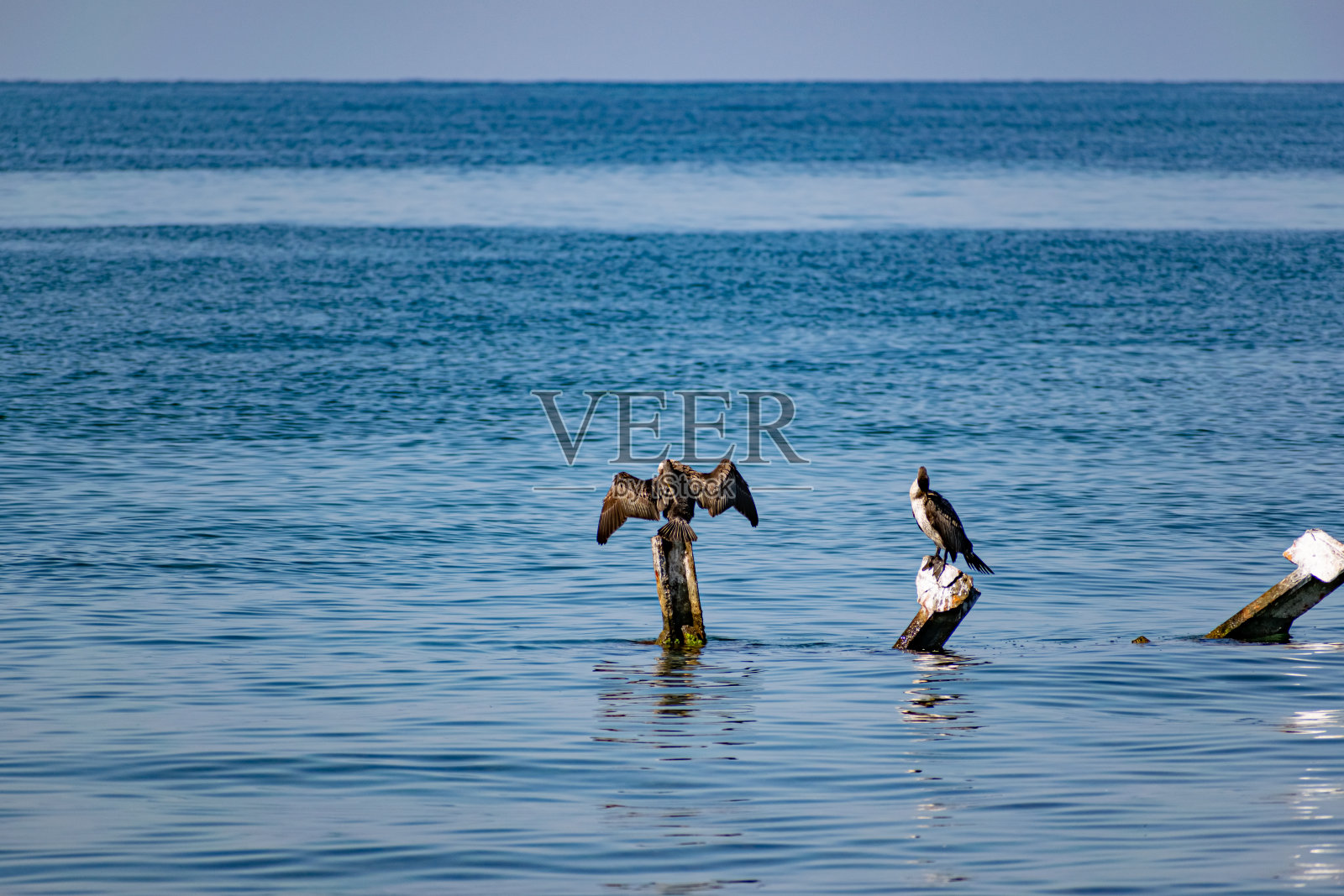 大鸬鹚坐在黑海中央的金属钩上。中等大小的鸟类休息照片摄影图片