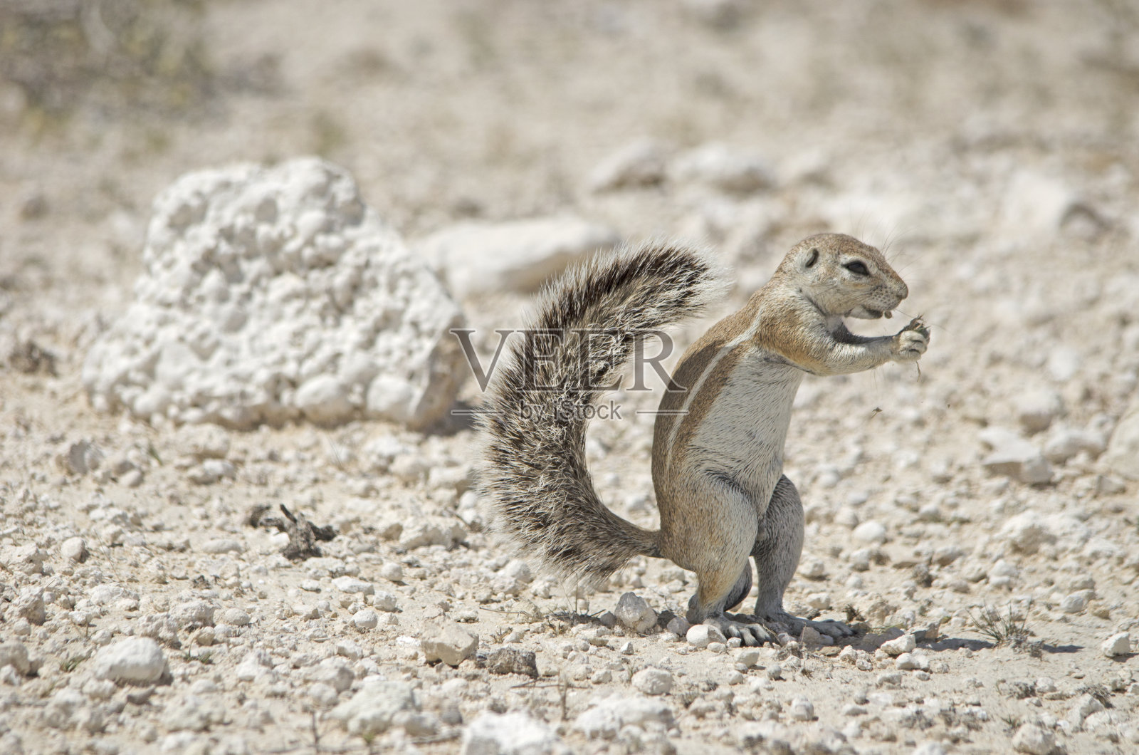 南非地松鼠，埃托沙国家公园照片摄影图片