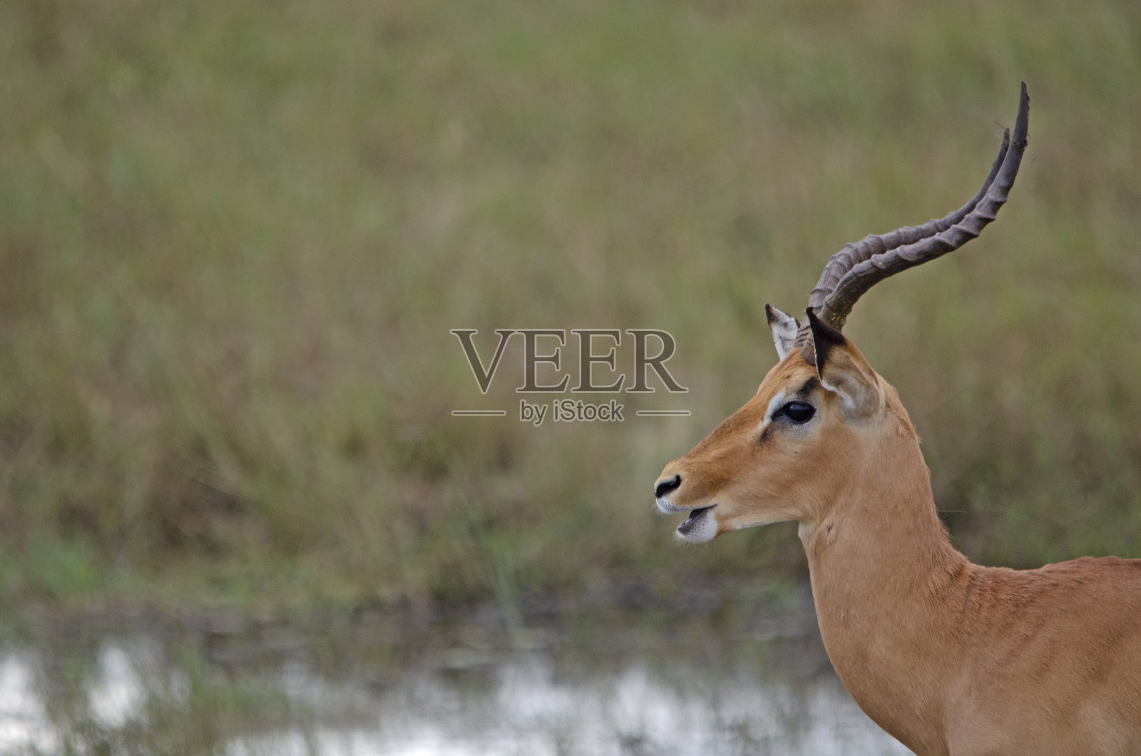 纳米比亚北部普通黑斑羚的侧视图照片摄影图片