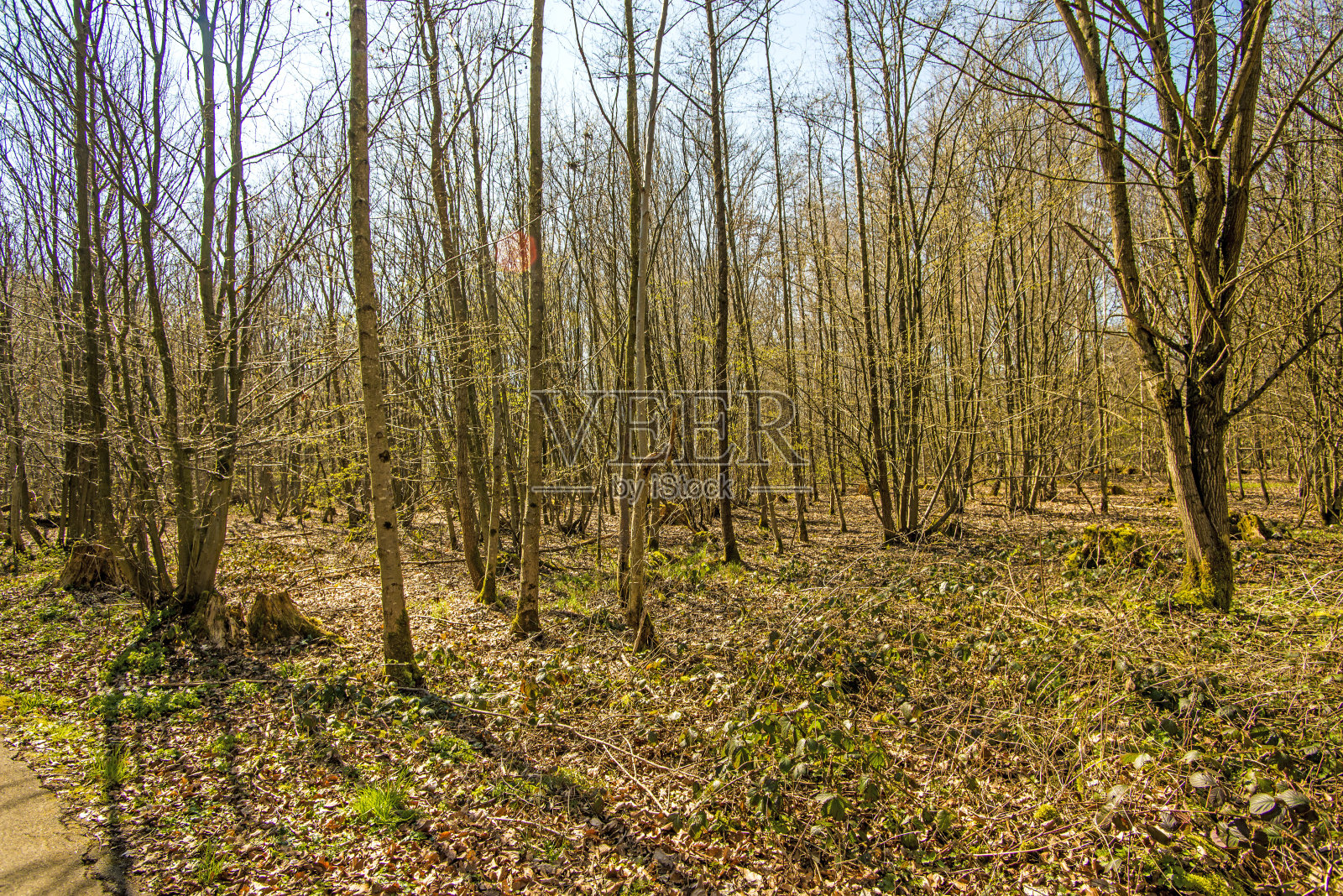 森林在春天第一次绿叶照片摄影图片