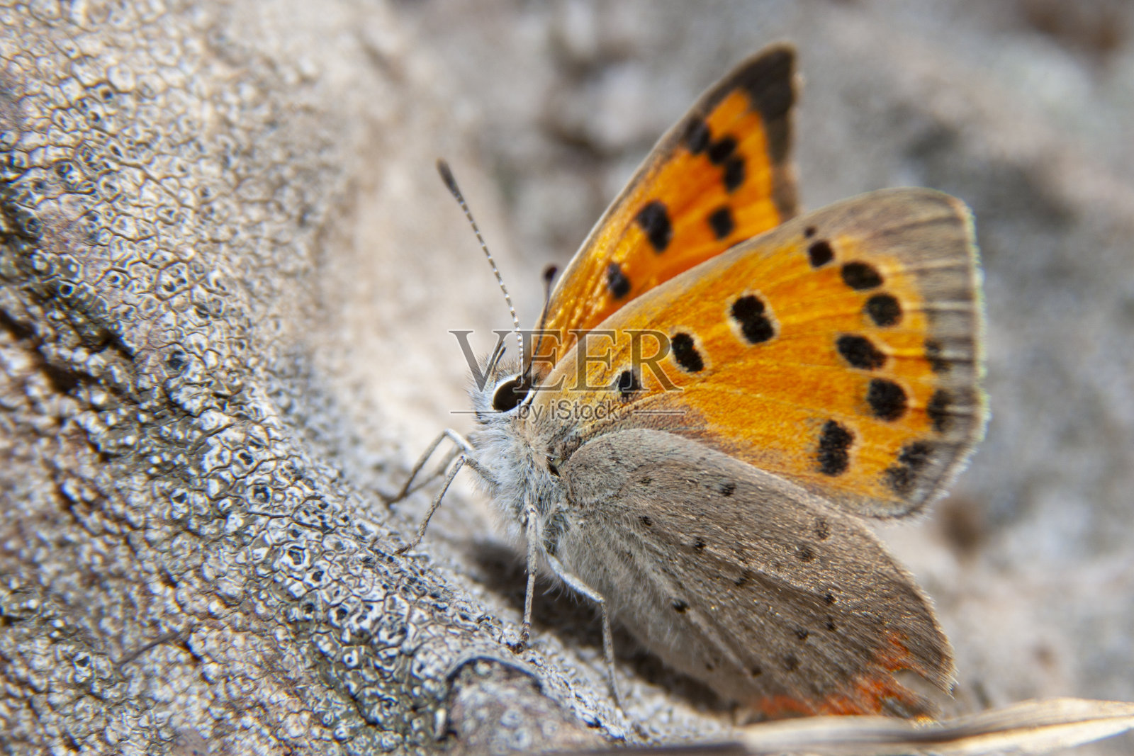 小石楠属蛱蝶科蝴蝶属。小石南蝴蝶的特写。照片摄影图片