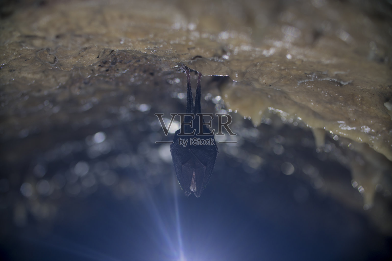 靠近小马蹄蝙蝠覆盖着翅膀，倒挂在寒冷的自然岩洞顶部冬眠。照片摄影图片