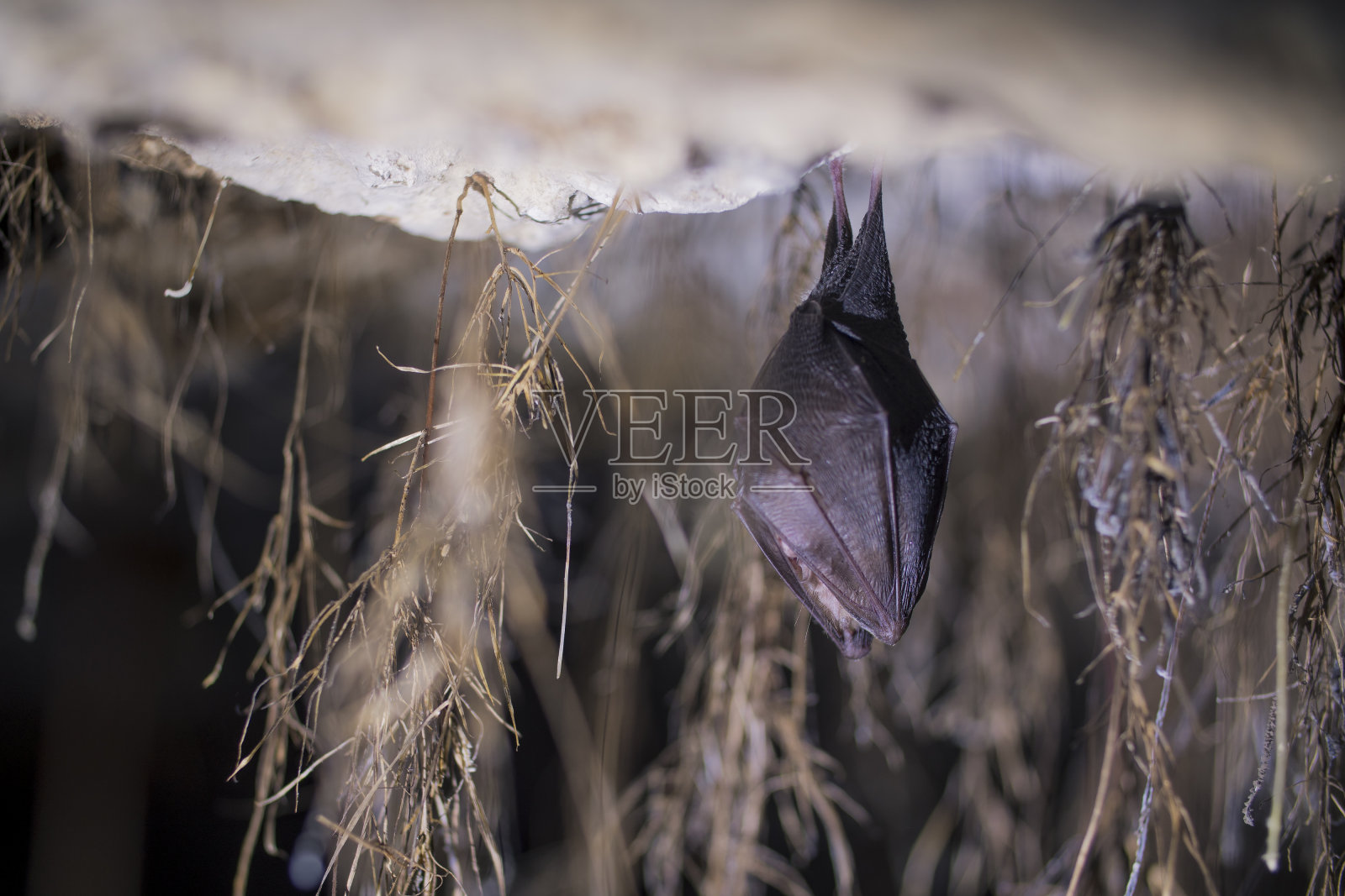 近处的小马蹄蝠盖着翅膀，头顶倒挂着，在冬眠时由根生长成拱形的地窖。照片摄影图片