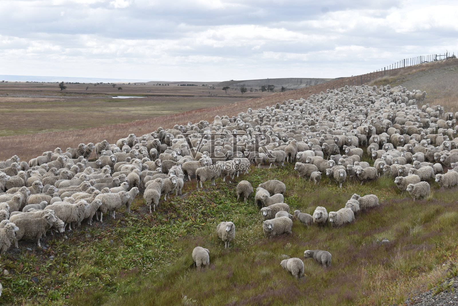 在智利的巴塔哥尼亚，许多羊在草地上照片摄影图片