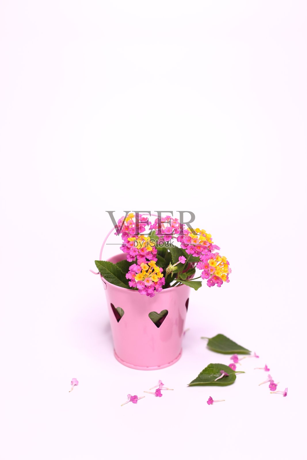 黄粉马缨丹花在粉红色的花盆照片摄影图片