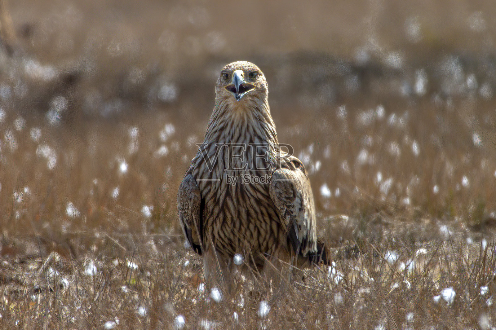 特写东方雄鹰站在地上照片摄影图片
