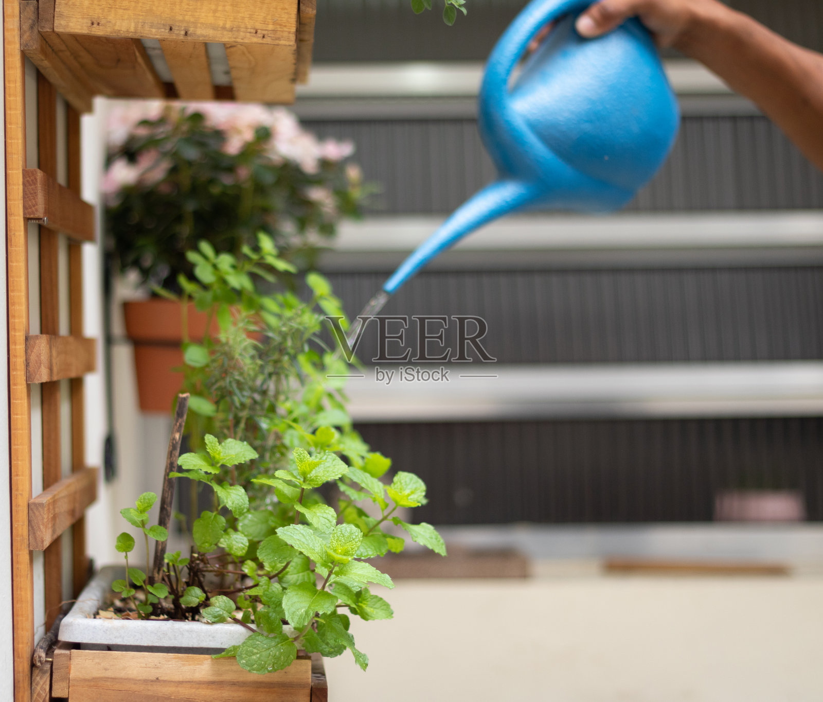 小种植园照片摄影图片