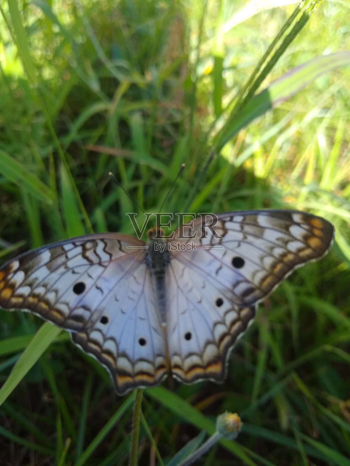 大自然，鲜花和蝴蝶!照片摄影图片