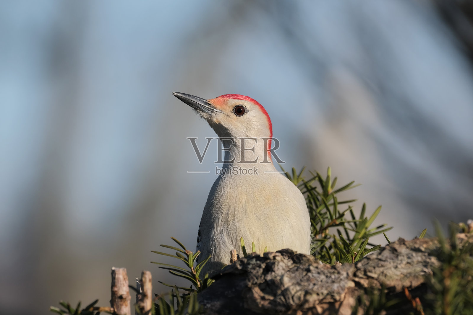 红腹啄木鸟照片摄影图片