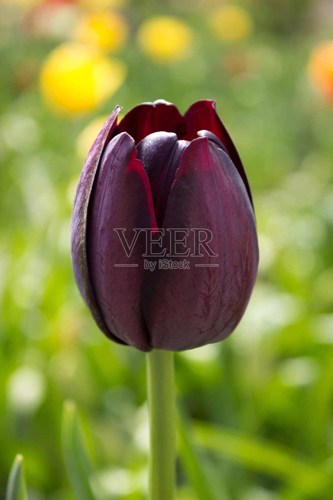 黑色的郁金香在春天的花坛上天气晴朗，各种黑色的郁金香皇后在彩色的背景郁金香照片摄影图片