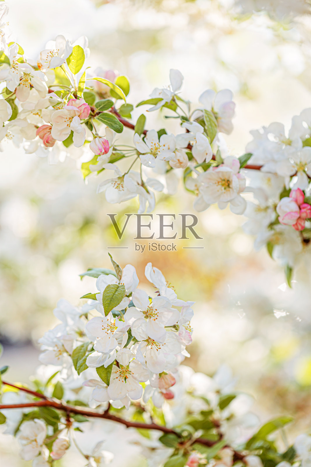 花园里一棵正在开花的苹果树。树荫下开花的苹果树的树枝。景深浅。健美的形象。照片摄影图片