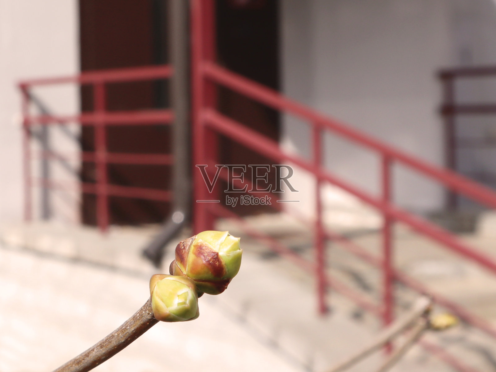 第一个春天温柔的叶子、嫩芽和树枝在建筑的背景上。春天的概念。选择性柔焦，特写。照片摄影图片