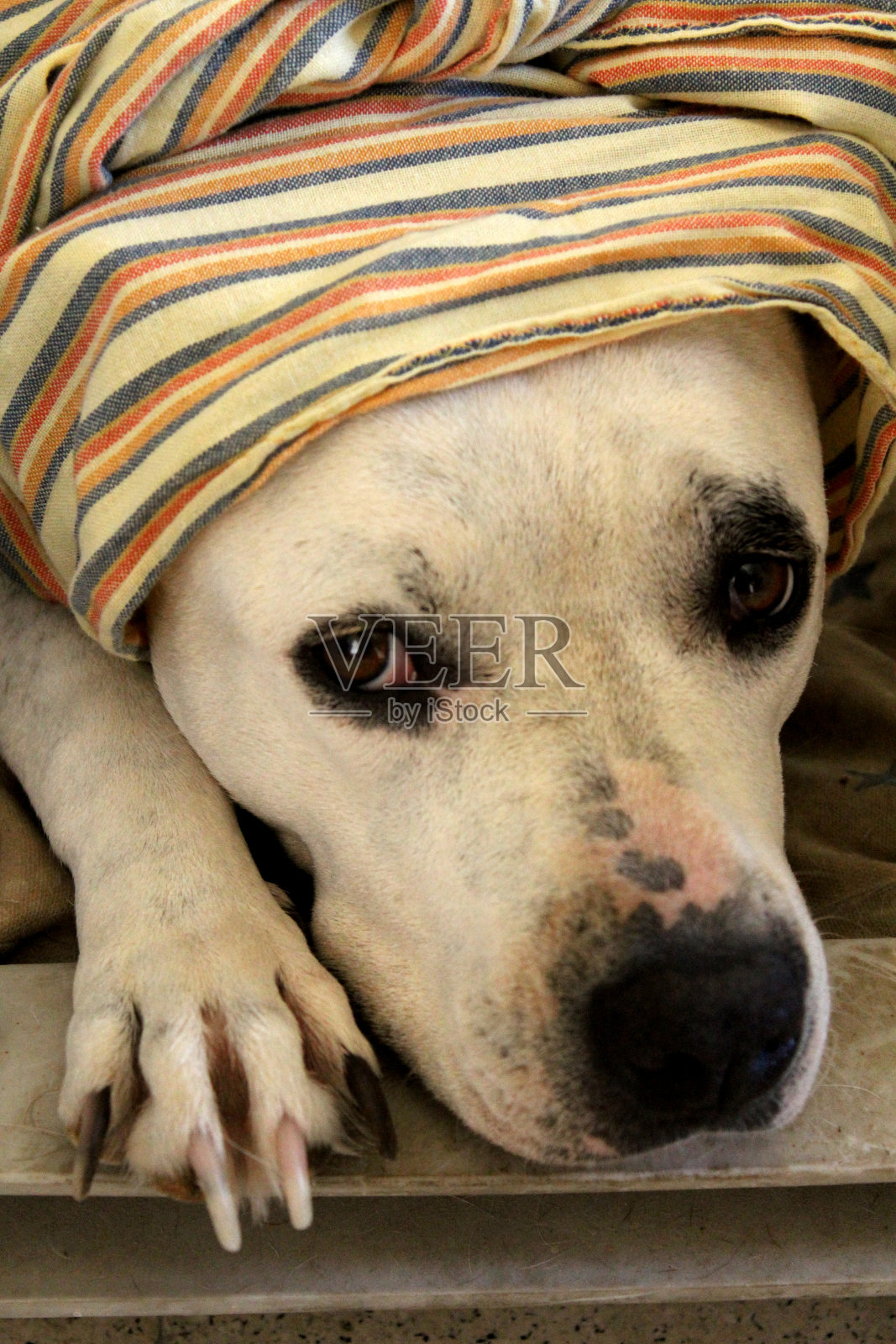 狗照片摄影图片