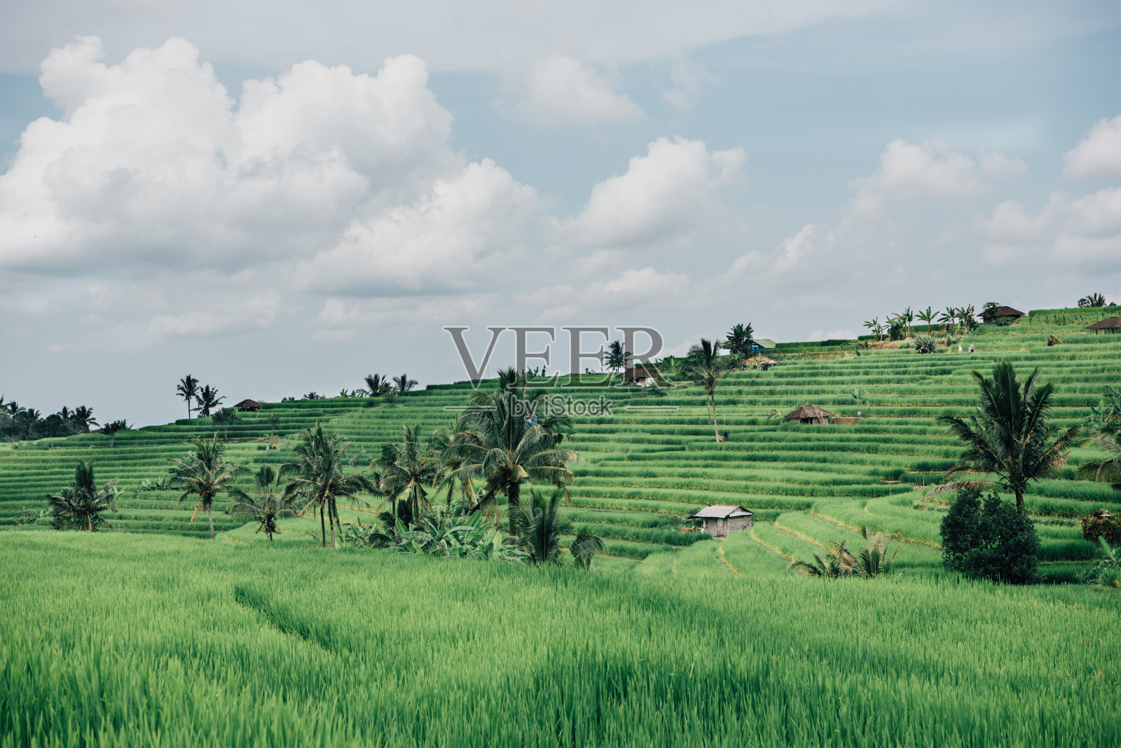巴厘岛水稻梯田照片摄影图片