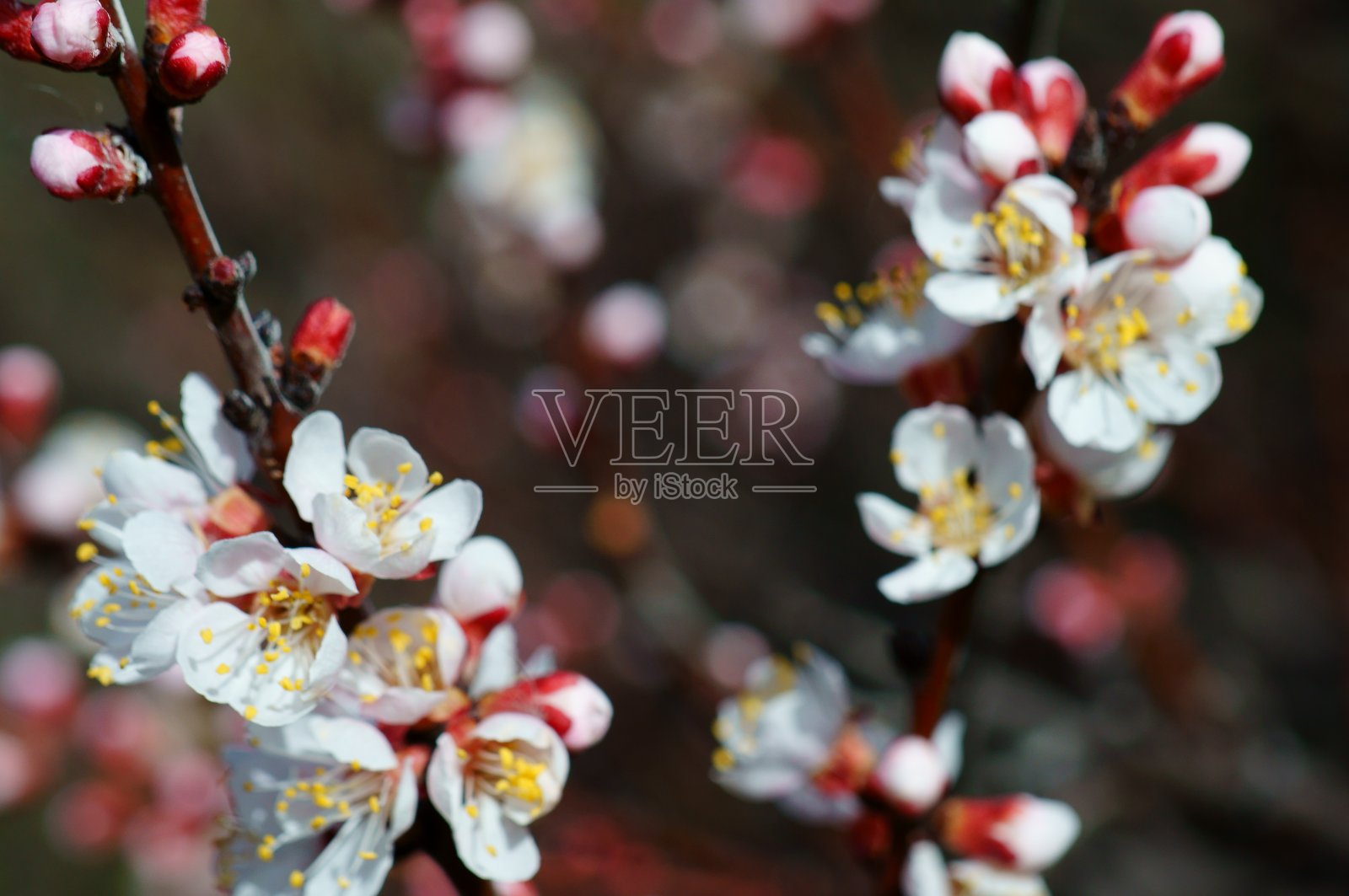 春天樱花盛开的照片。盛开的水果树。照片摄影图片