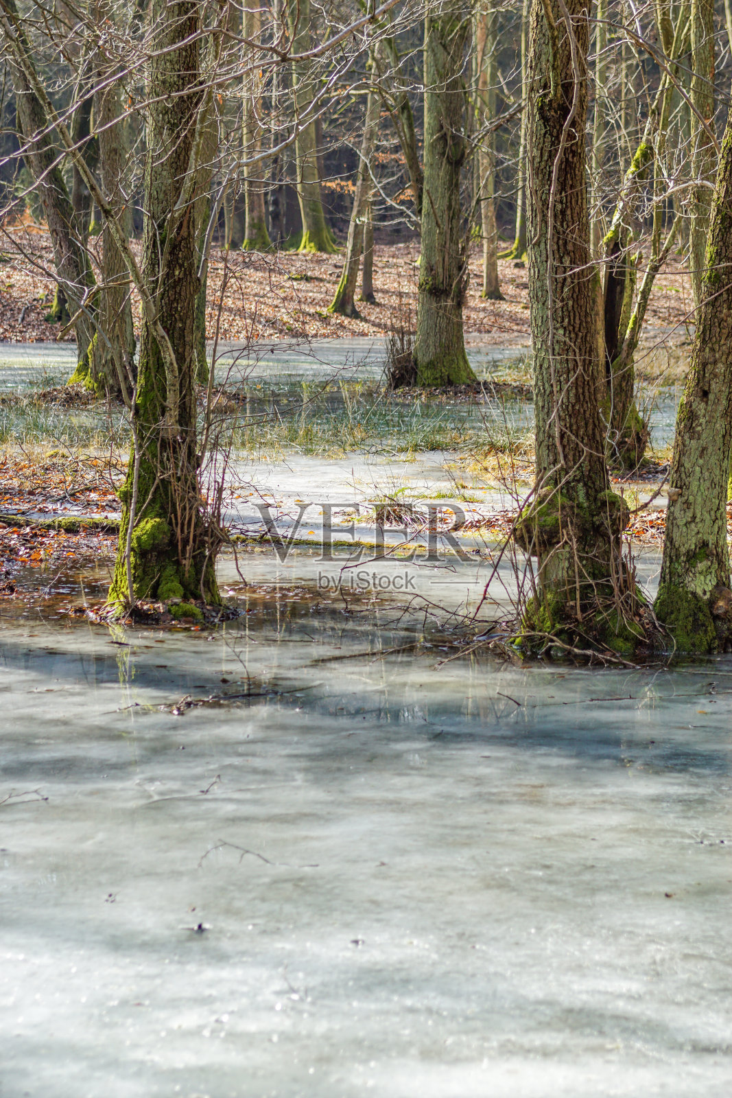 德国乌克马克地区的冰湖照片摄影图片