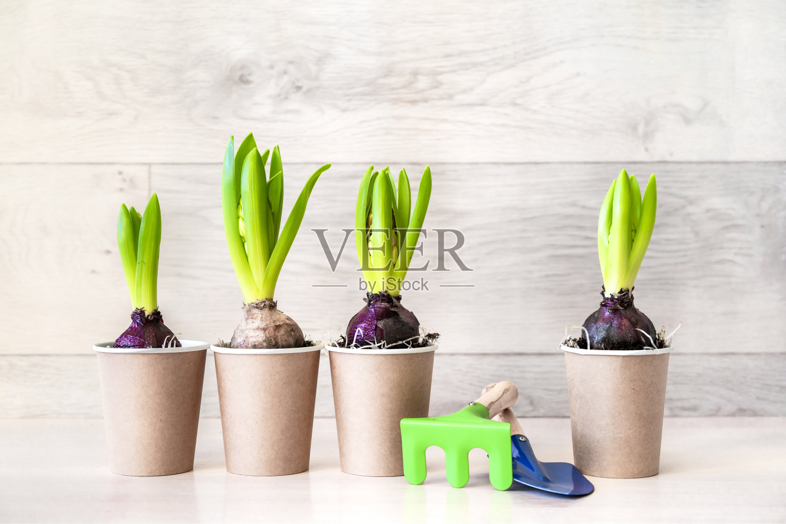 风信子花在纸罐和园艺工具上的木制背景。照片摄影图片