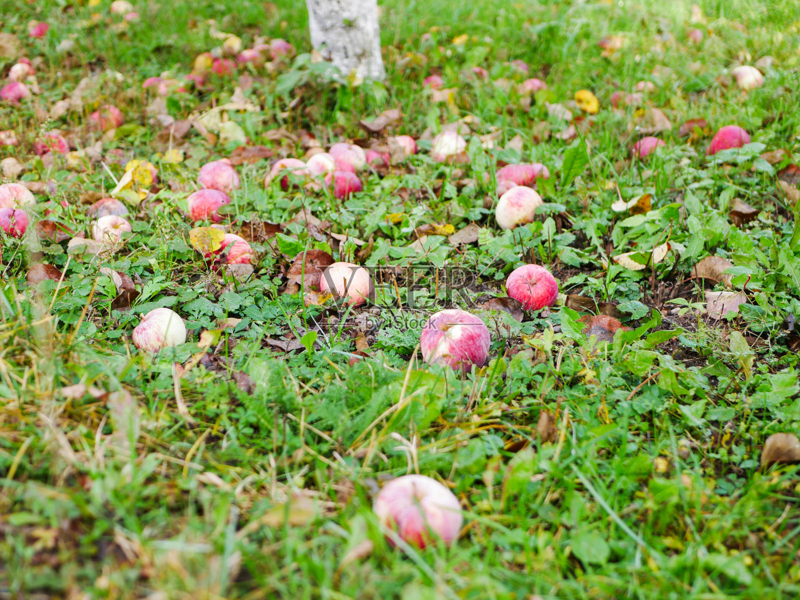 草地上被遗弃的苹果。苹果得不到收获。农业是封闭的。写的地方照片摄影图片