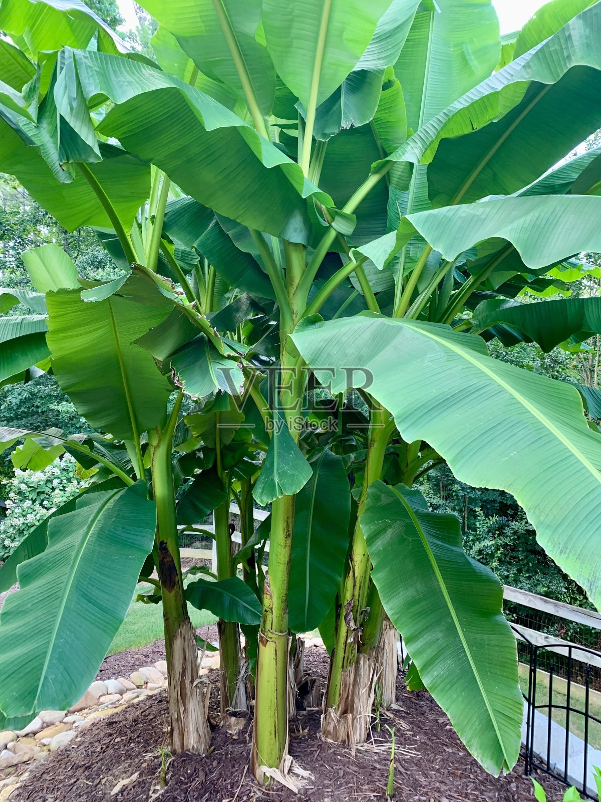 夏天的香蕉照片摄影图片