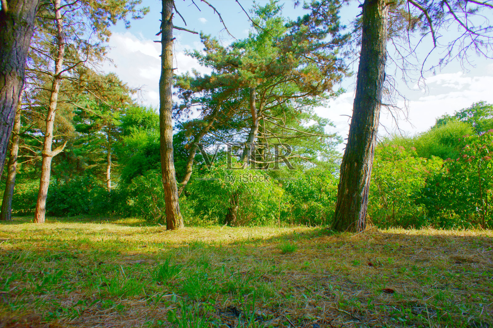 在植物中生长的老树照片摄影图片