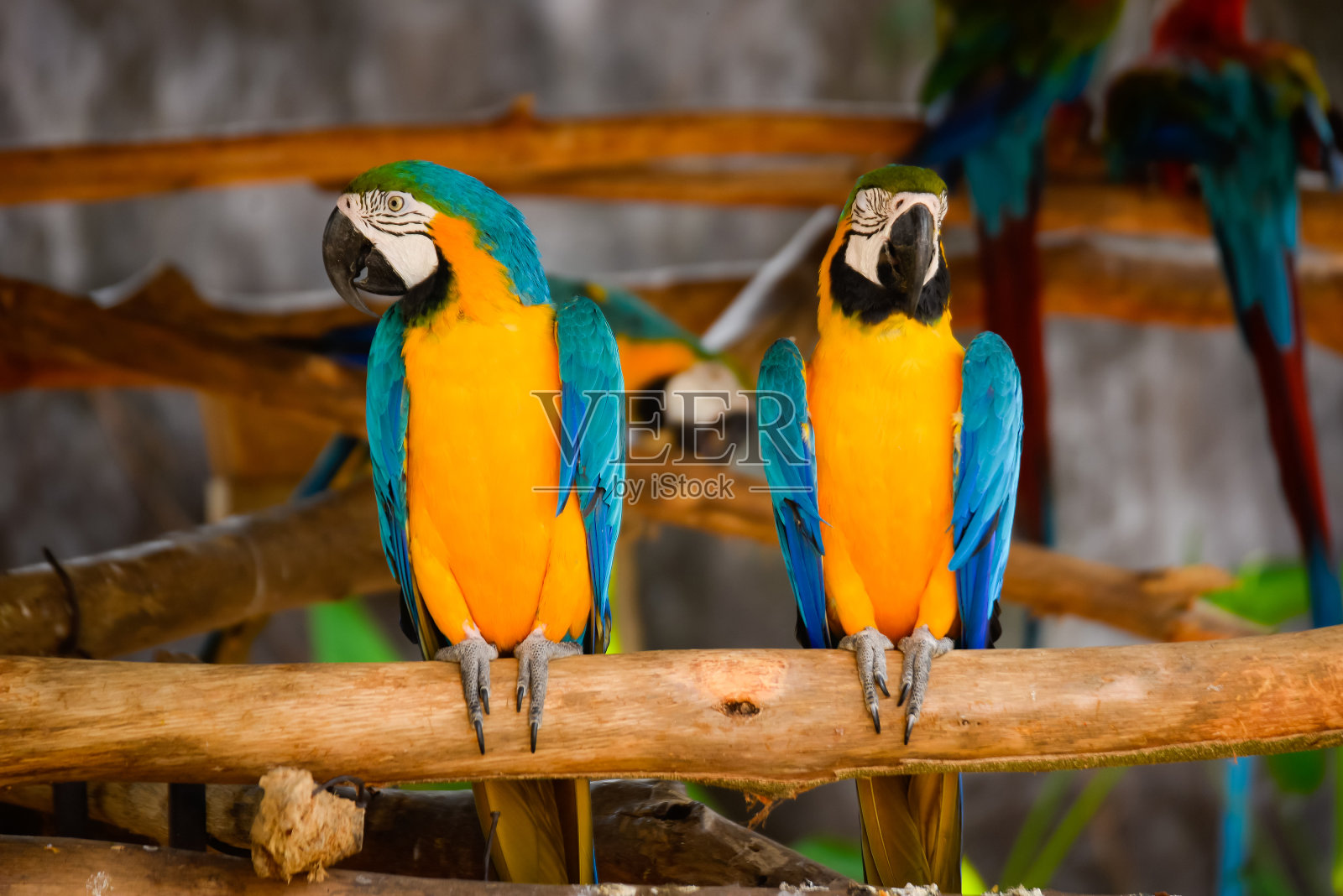 动物园的树枝上有两只黄色金刚鹦鹉照片摄影图片