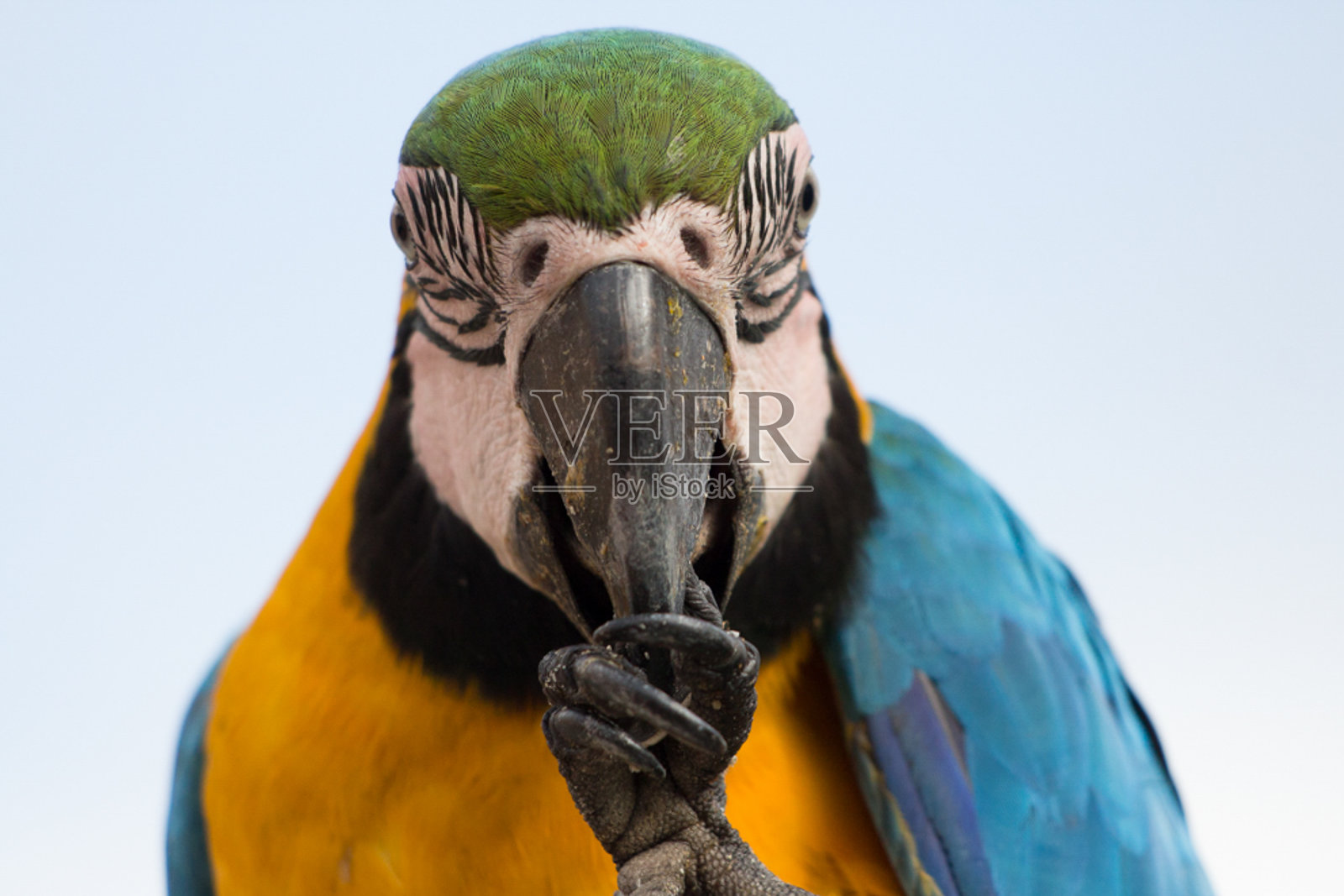 金刚鹦鹉的肖像照片摄影图片