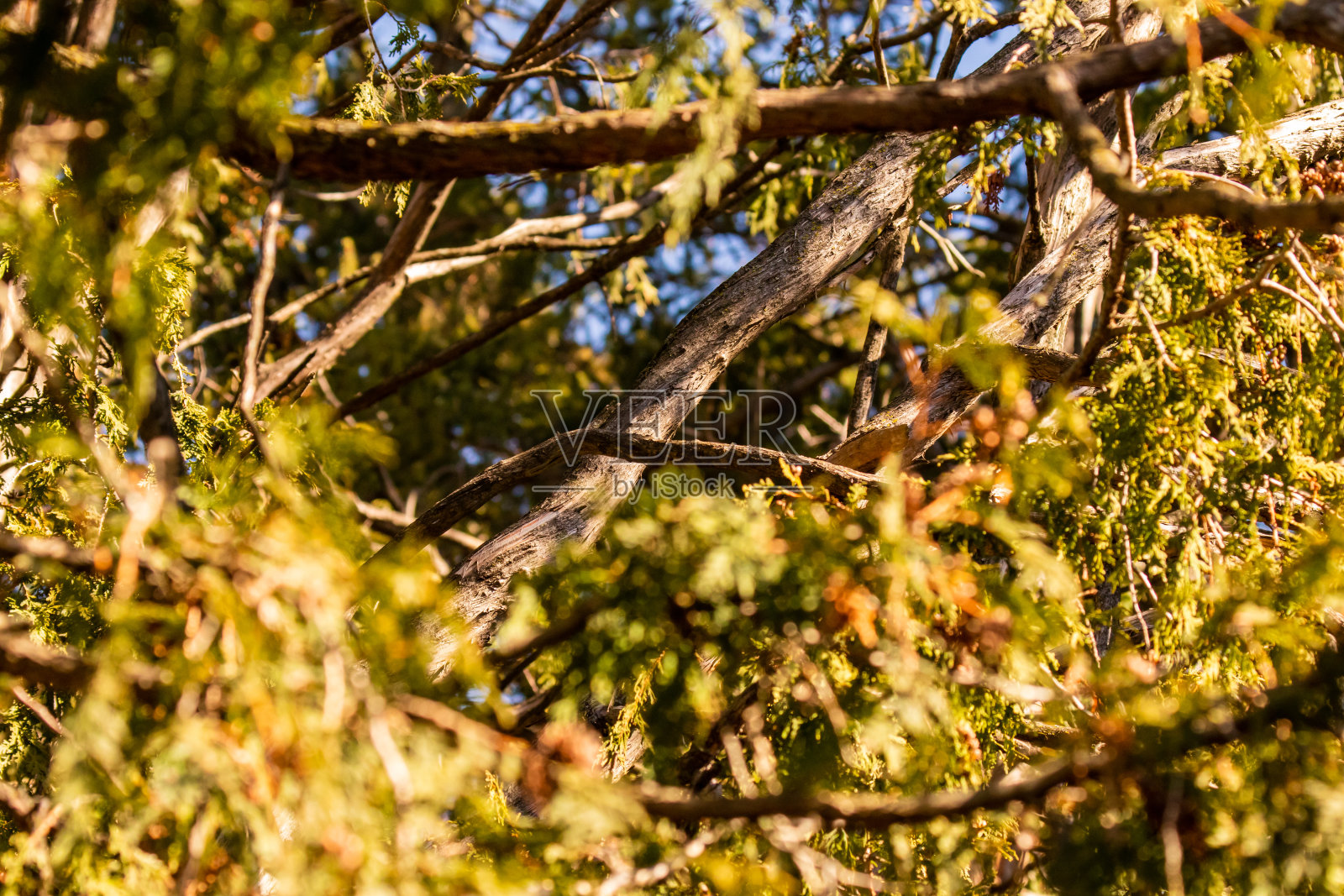 关注分支照片摄影图片