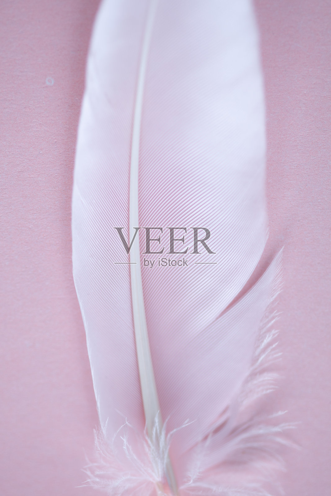 粉色羽毛背景纹理。照片摄影图片