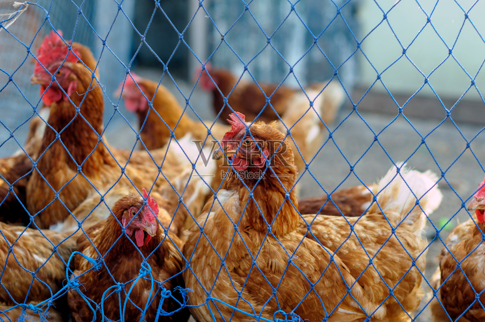 鸡舍里有小鸡照片摄影图片