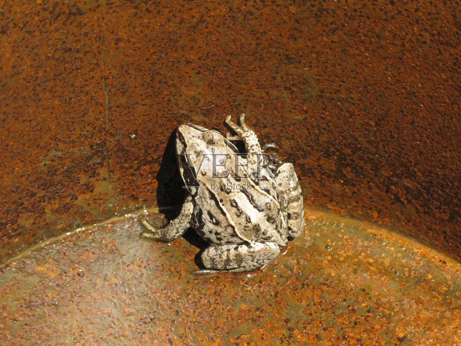 拯救了处于工业产能底部的青蛙。照片摄影图片