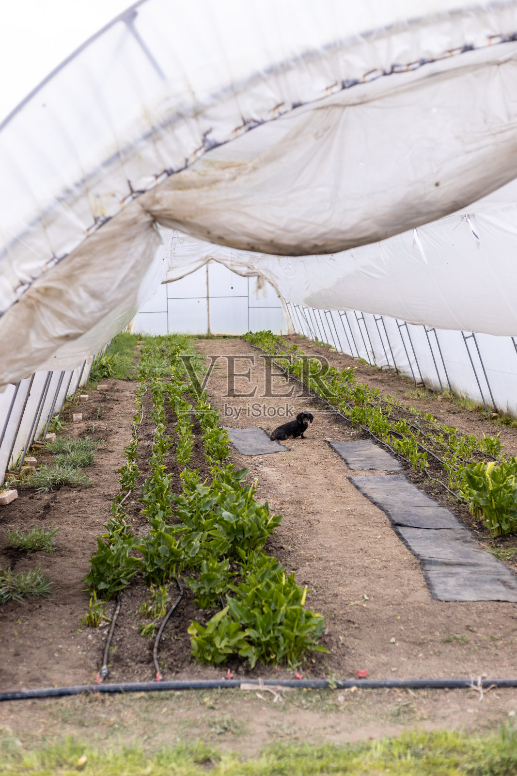 温室里开着白色的卡拉花。农业概念与花卉种植。照片摄影图片