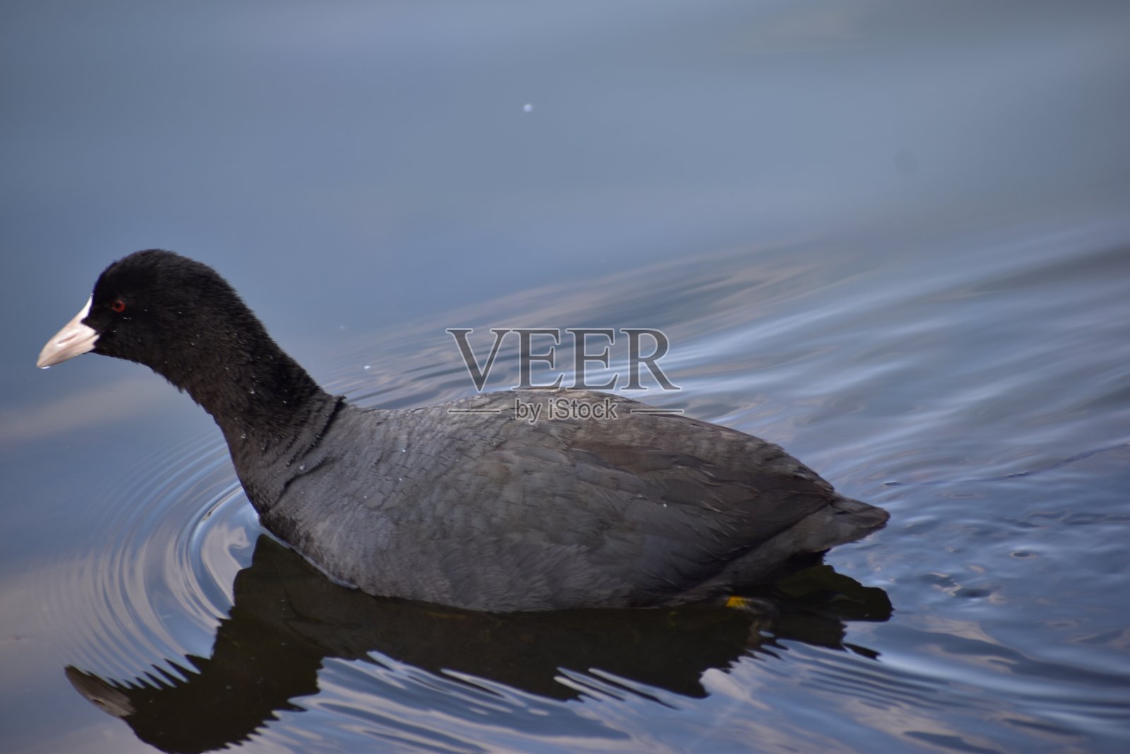 湖中鸭子的特写镜头照片摄影图片