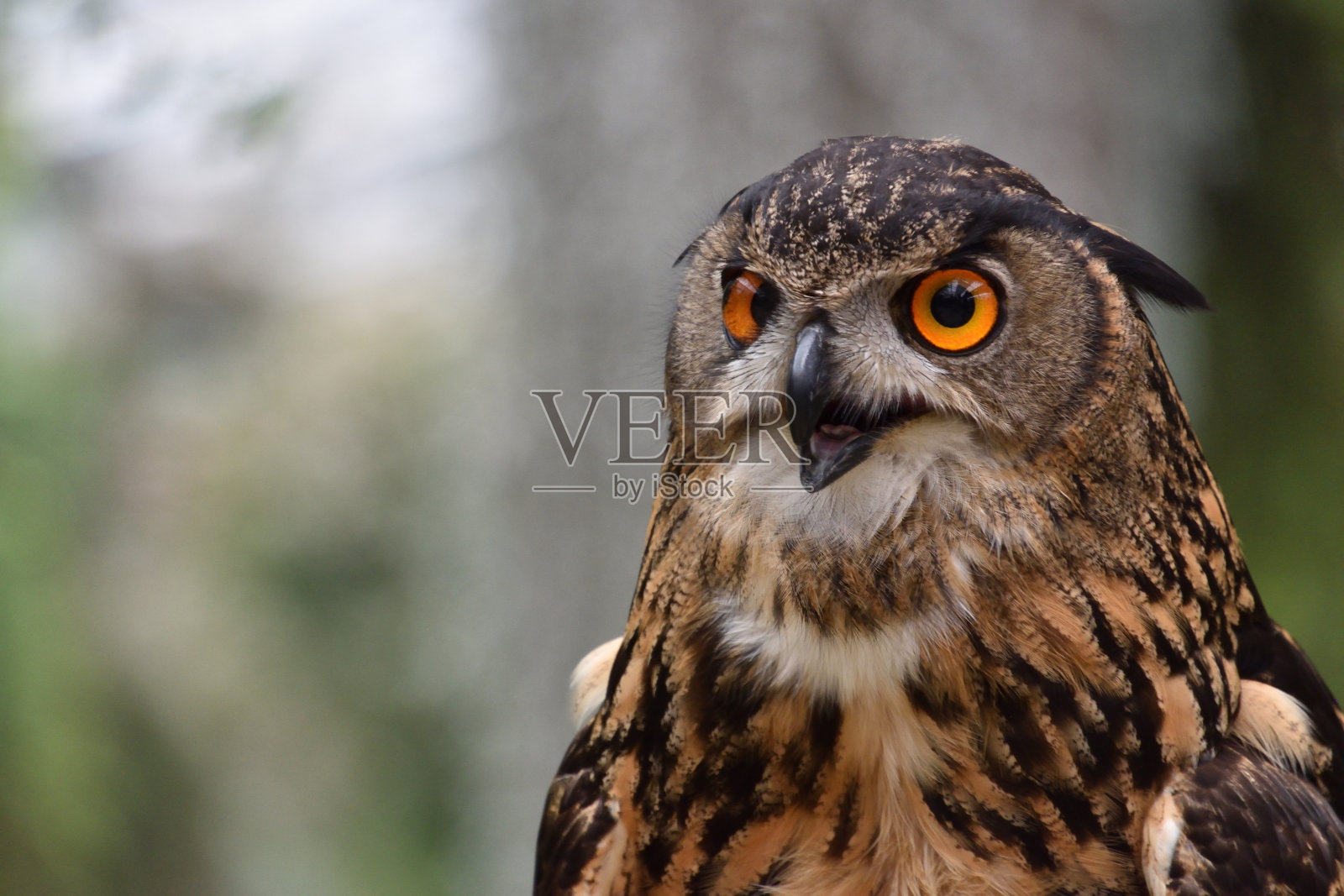 特写镜头角鸮照片摄影图片