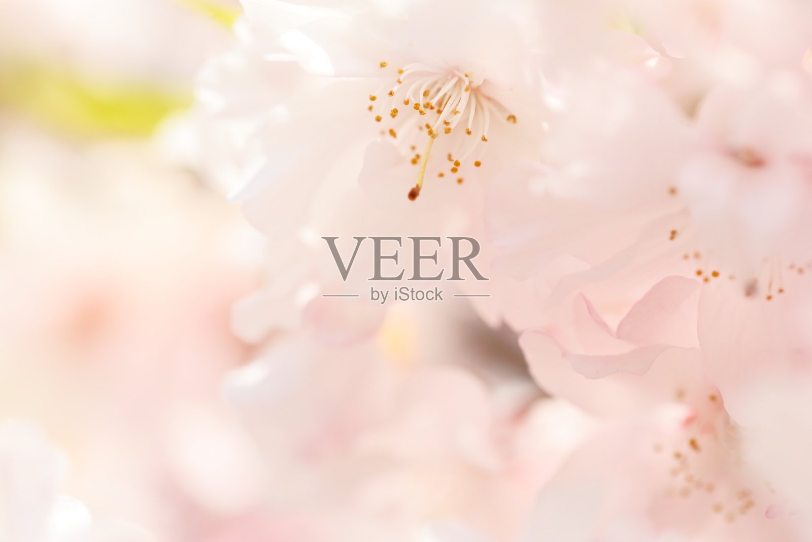 奈良的双层樱花照片摄影图片