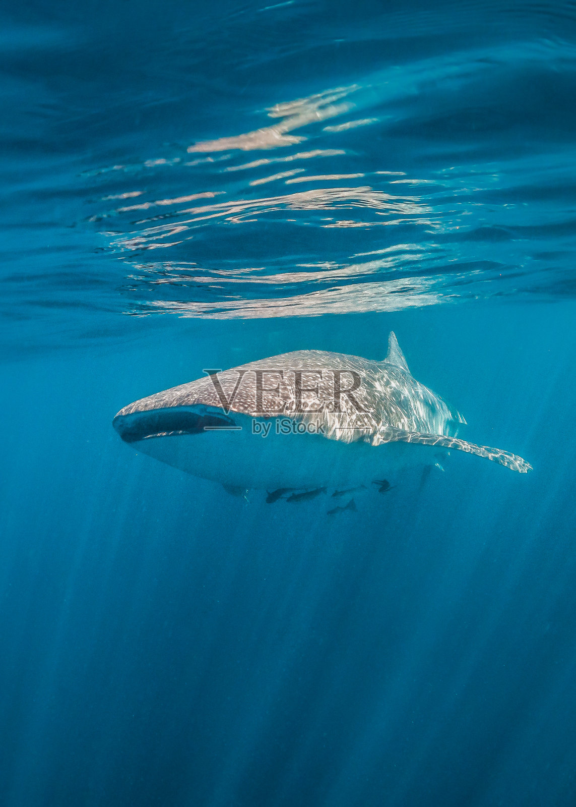 鲸鲨在清澈的蓝色海洋中游泳照片摄影图片