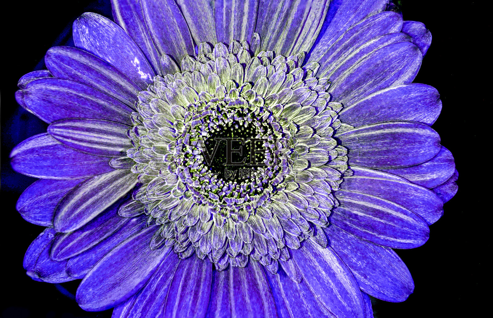 非洲菊照片摄影图片