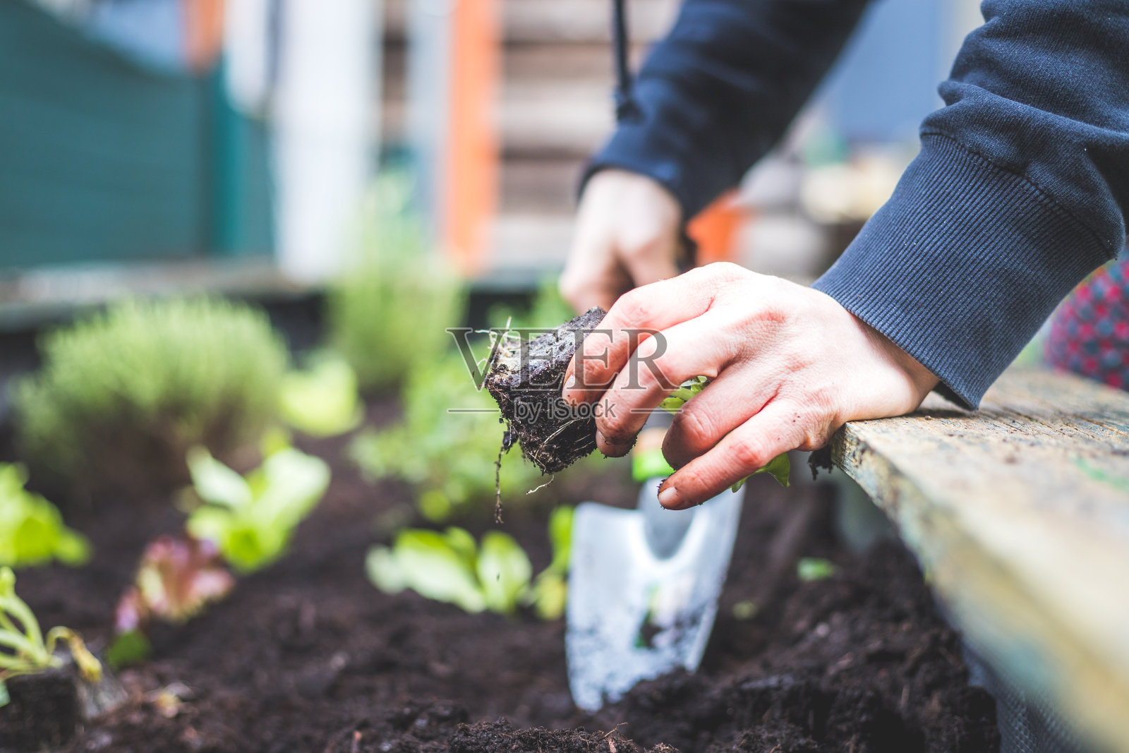 城市园艺:妇女正在自己的花园中种植新鲜蔬菜和药草。沙拉照片摄影图片